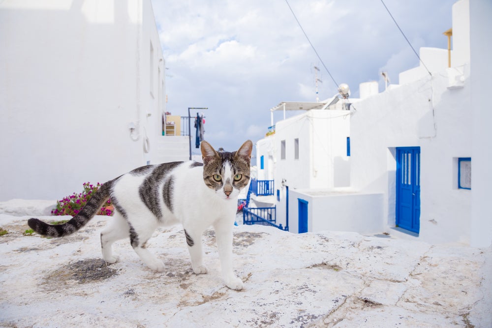 grey and white cat strolling along the streets of Santorini - Little Passports photo gallery