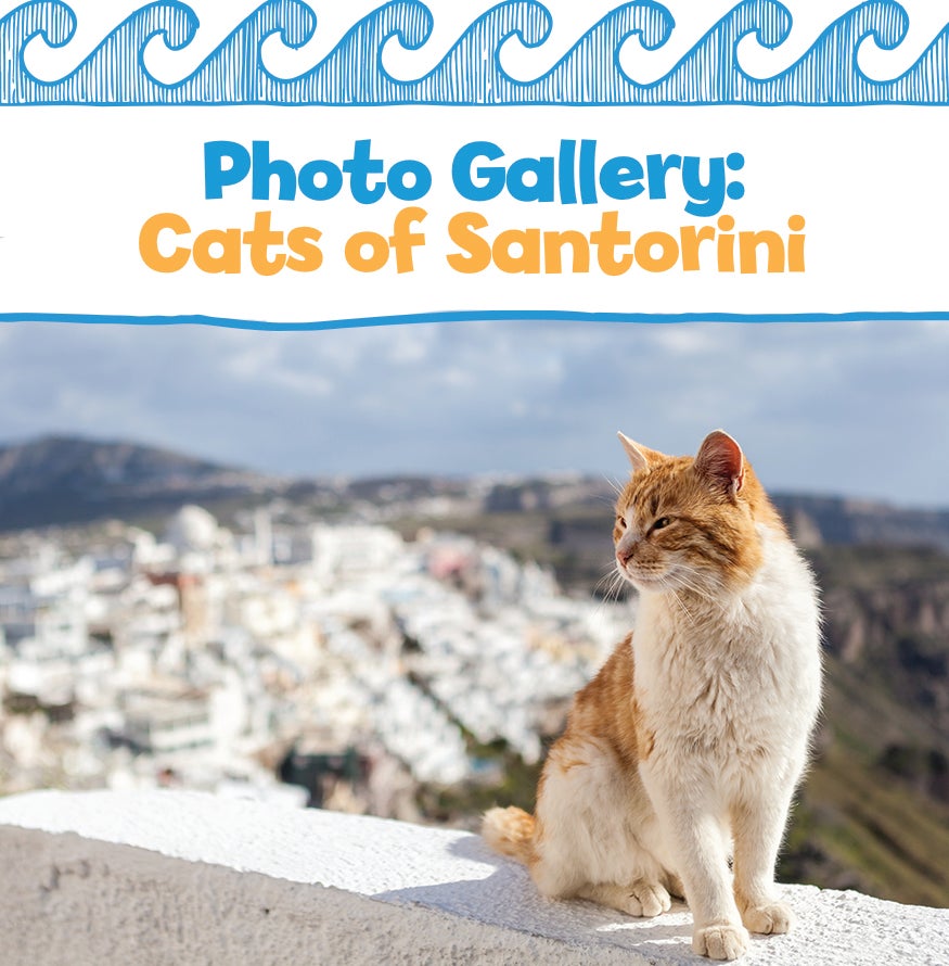 Photo Gallery: Cats of Santorini