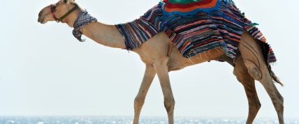 Camel